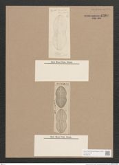 Navicula sp. (de-Toni-Nr.: Genus 1) Zeichnungen Sammlung Grunow Nr. 1340 (NHMW-BOT-W0368274)